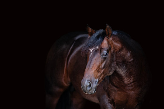 Cutting Horse photos, royalty-free images, graphics, vectors & videos