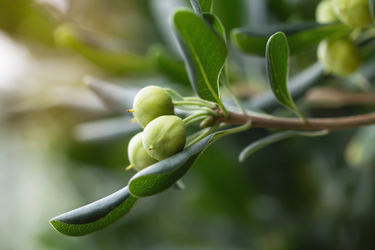 Green olives on olive tree in autumn.  Agriculture plantation