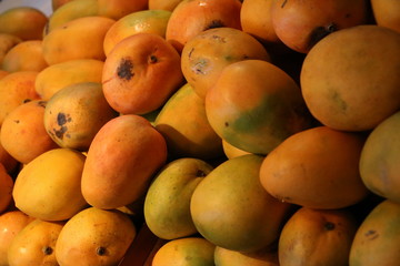 Mangifera indica