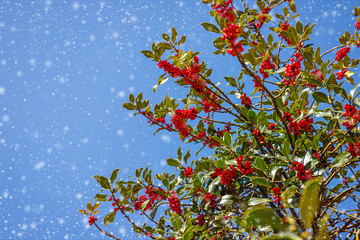 Green leaves and red berry Christmas holly on blue sky and snow fall background. Christmas Holly red berries, Ilex aquifolium plant.  Merry Christmas or Ney Year Xmas card, copy space, text place