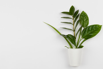 eco friendly disposable, compostable, recyclable paper cup with plant branches on white background.