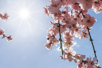 Pink blossoming almond trees on blue sky background. Pink flowers for spring background