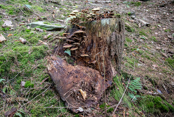 Romantic autumn landscape with wild mushrooms in the forest near the place Neumühle / Elster in Thuringia / Germany a beautiful hiking area with mountains and beautiful panoramas