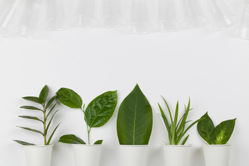 eco friendly disposable, compostable, recyclable paper cups with plant branches and plastic glasses on white background.