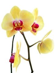 Fototapeta na wymiar pretty yellow orchid Phalaenopsis close up isolated