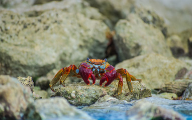  red crab on a rock of the caribbean sea riviera maya