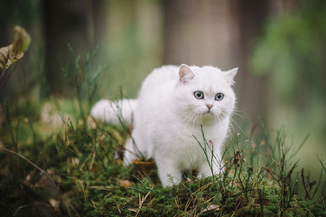 beautiful white, silver shaded british short hair cat with green eyes in the autumn forest. autumn colours. cat smelling and tasting autumn grass, mushrooms. Curious white cat, british shorthair breed