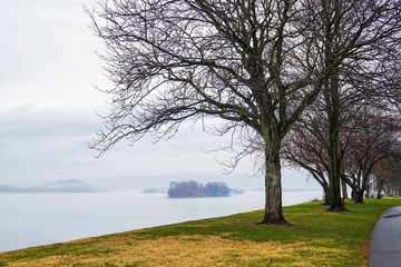 Obraz premium Tree on the river with fog