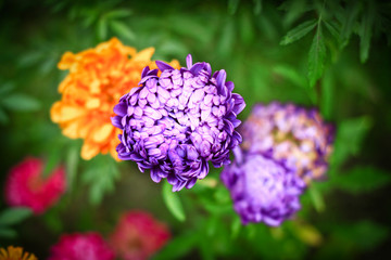 Aster Autumn Flowers Art Design Background