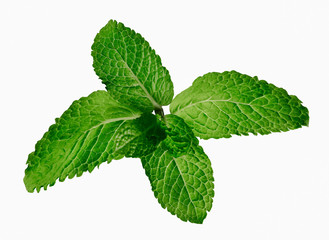 Fresh mint leaves isolated on white background