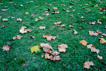 Yellow maple leaf on grass close-up view 