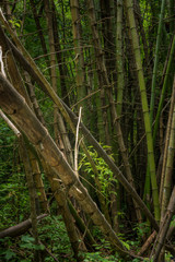 Kanchanaburi Jungle Waterfalls and Pristine Phuket Beaches