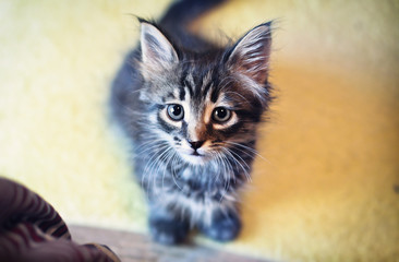 Curious Cat looking directly at the camera