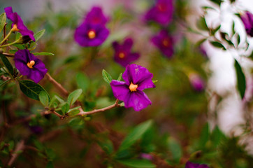 Purple Flower in Detail with Unfocused Background