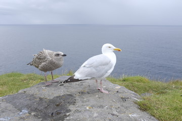 Gaviotas sobre una roca
