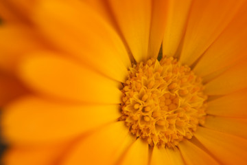 flor-3