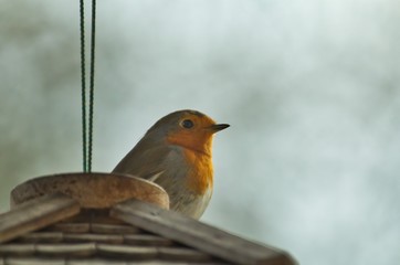 Ein Rotkehlchen sitzt im Winter am Morgen auf dem Dach eines Futterhauses, Erithacus rubecula