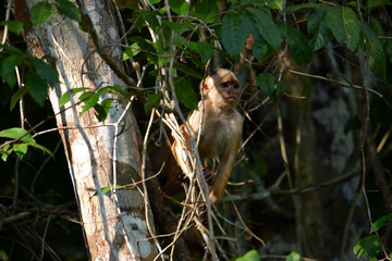 White fronted capuchin in the jungle, Amazon, Brazil.