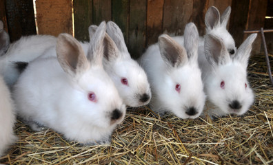  Californian breed rabbits