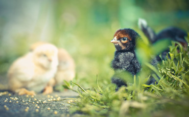 Small chicks in the grass