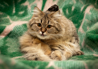 cat on green background