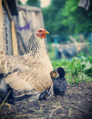 Closeup of a mother chicken with its baby chicks in grass