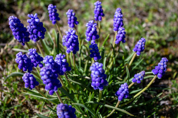 bouquet of purple muscari in spring in the mountains