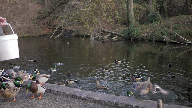 Man feeding many ducks at pond lake with bucket of seeds passing by with camera in slow motion