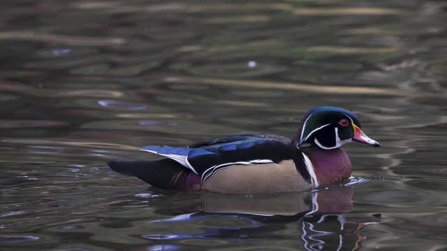 Male wood duck swimming in water pond lake beautiful color brown fall winter waterfowl