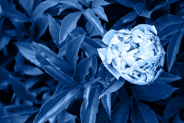 Classic blue background. Single fresh peony flower and leaves, copy space. Color of the year 2020. Nature  background. Top view, flat lay