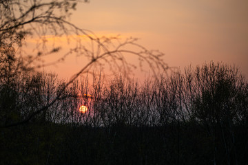 Sunset with tree and branch silhouettes
