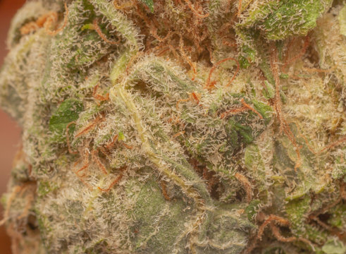 Cannabis flower and leaf close up. Medical marijuana