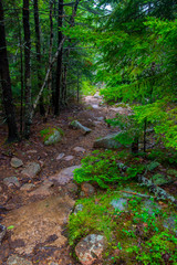 Wet rocky hiking path in Acadia National Park, Maine