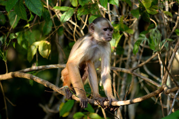White fronted capuchin in the jungle, Amazon, Brazil.