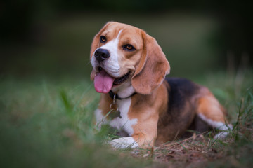 beagle