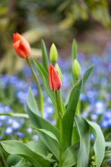 Two red tulips (Tulipa)