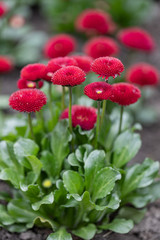 Bellis perennis rominette (southern daisy) © Mondglühen 