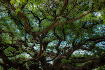 Kanchanaburi Jungle Waterfalls and Pristine Phuket Beaches