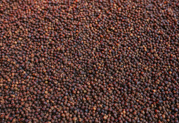 Black pepper grains dried in sunny day