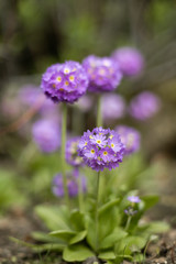 Obraz premium Primula denticulata (drumstick primula)