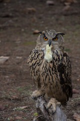 Owl outdoors in the middle of a field in freedom