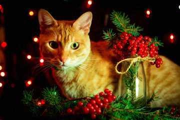 red, domestic cat,with green eyes on a dark background, sitting near a Christmas bouquet of red berries with green branches of the tree