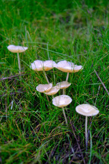 Small white mushroom shallow depth of field