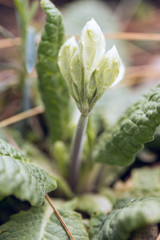Young green flower bud