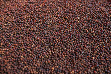 Black pepper grains dried in sunny day