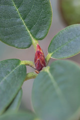 Red Rhododendron bud