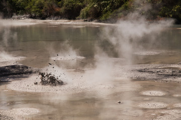 Fototapeta na wymiar Mud Pool at Wai-O-Tapu Geothermal Area near Rotorua, New Zealand