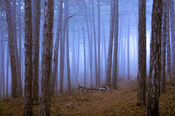 Obraz premium misty autumn forest