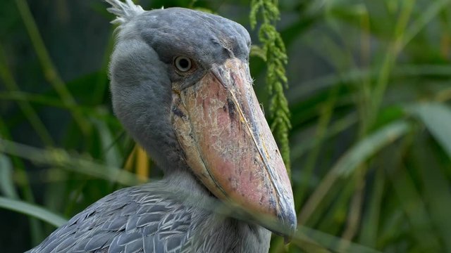 Shoebill (Balaeniceps rex) whalehead stork portrait
