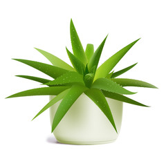 Aloe vera in pot